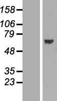 NBL1-07183 - ABCE1 Lysate